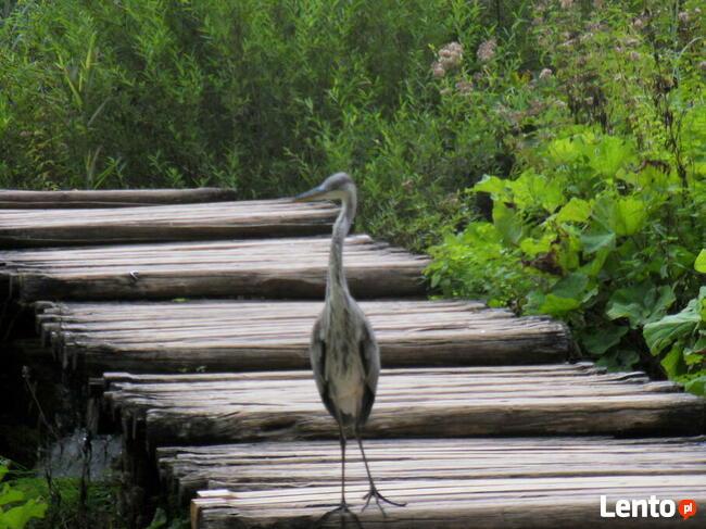 CHORWACJA 5 lub 8 dni Riv. Zadar 1450 zł lot z Wrocławia