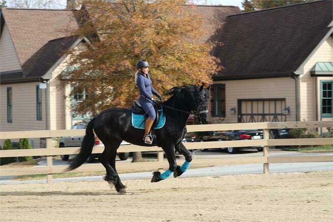 Piękny 10-letni wałach fryzyjski