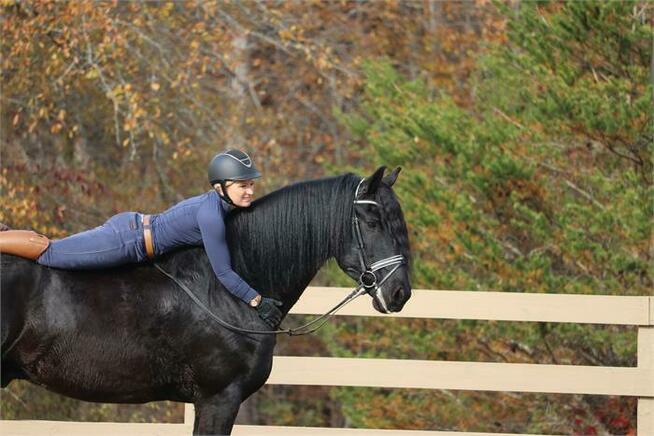 Piękny 10-letni wałach fryzyjski