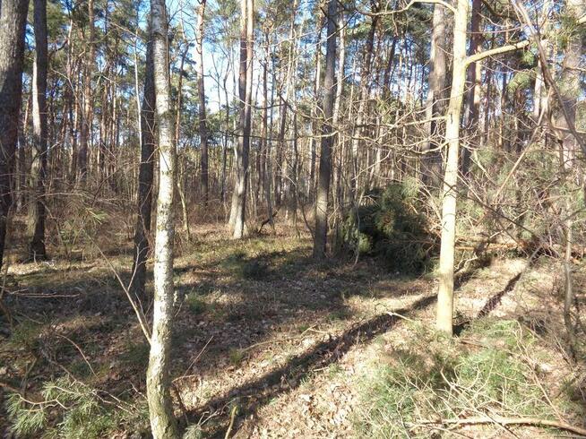 Ślesin – Działka Leśna