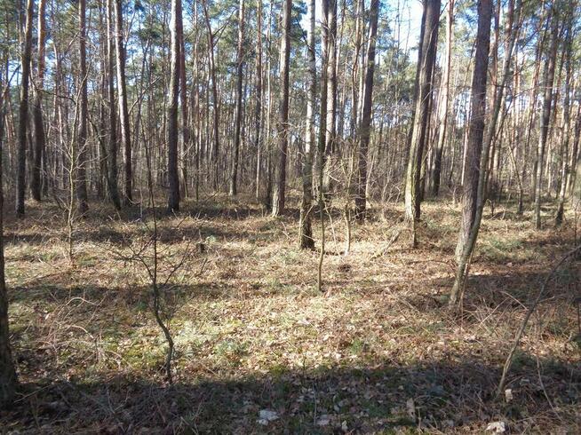 Ślesin – Działka Leśna