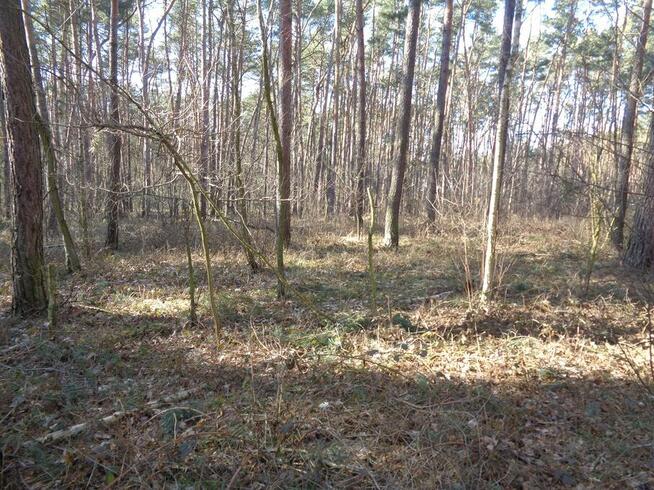 Ślesin – Działka Leśna