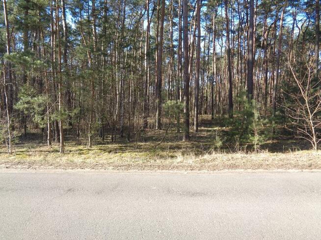 Ślesin – Działka Leśna