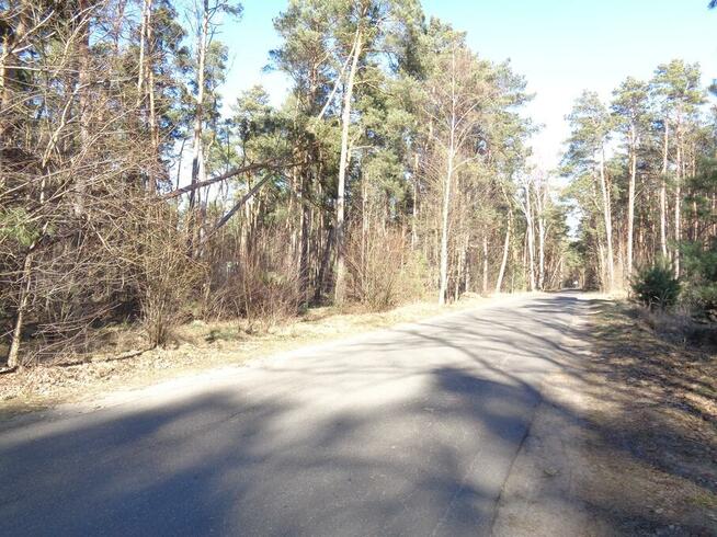 Ślesin – Działka Leśna