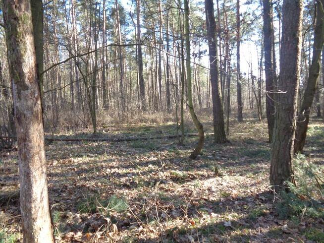 Ślesin – Działka Leśna