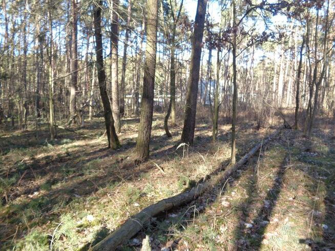 Ślesin – Działka Leśna