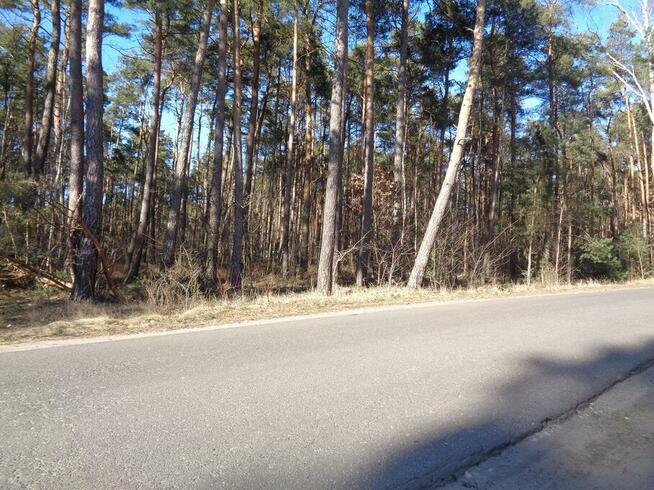 Ślesin – Działka Leśna