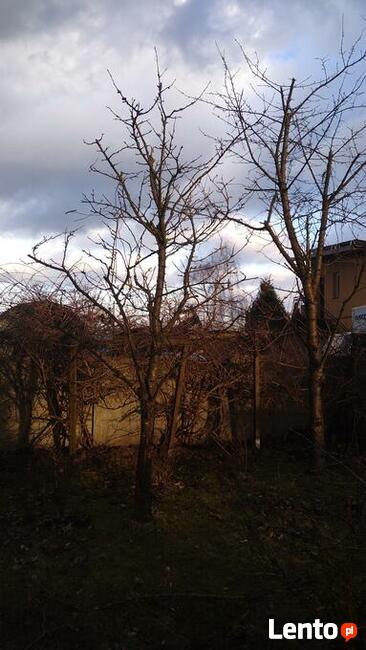 CIĘCIA, prześwietlające, sanitarne DRZEW owocowych SADÓW