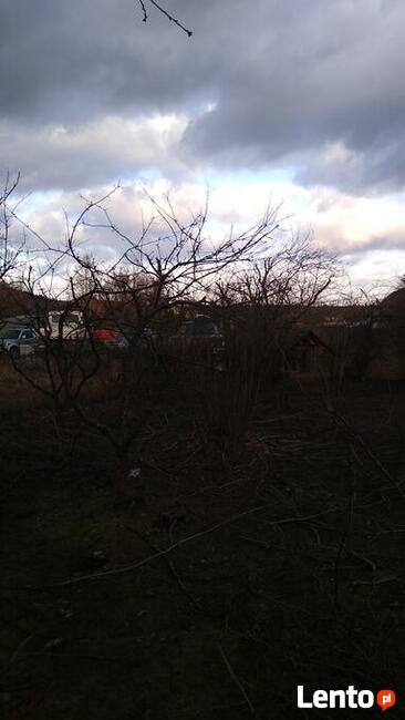 CIĘCIA, prześwietlające, sanitarne DRZEW owocowych SADÓW