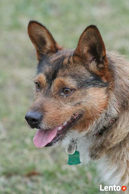 Filip-wesoły, średniej wielkości psiak-czeka na kochający do