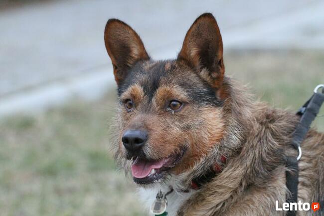 Filip-wesoły, średniej wielkości psiak-czeka na kochający do
