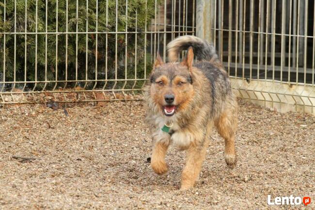 Filip-wesoły, średniej wielkości psiak-czeka na kochający do