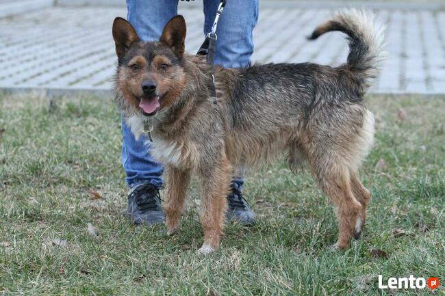 Filip-wesoły, średniej wielkości psiak-czeka na kochający do