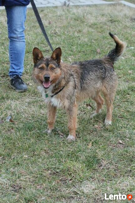 Filip-wesoły, średniej wielkości psiak-czeka na kochający do