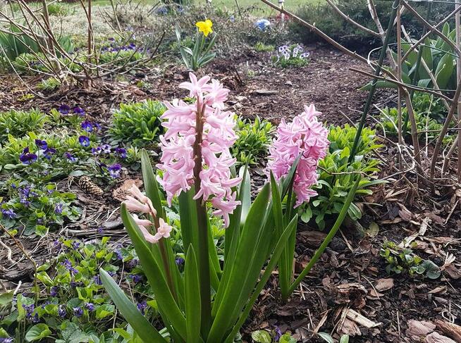 centrum ogrodnicze cebulki kwiatów bulwy wieloletnie wiosna