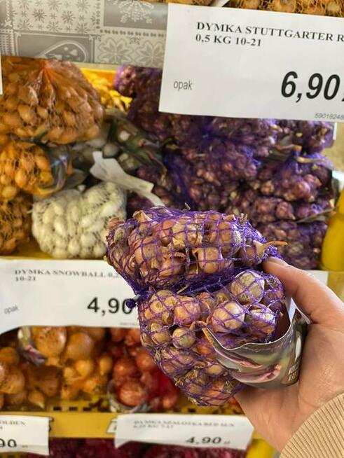 centrum ogrodnicze cebulki kwiatów bulwy wieloletnie wiosna