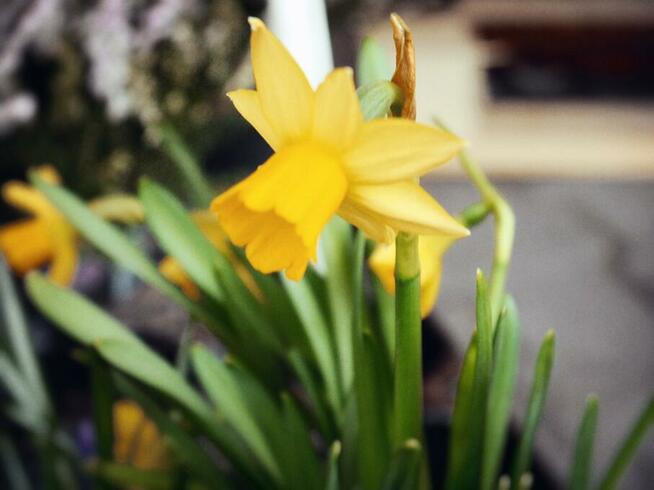 centrum ogrodnicze cebulki kwiatów bulwy wieloletnie wiosna