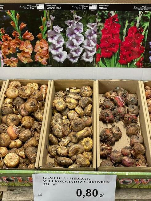 centrum ogrodnicze cebulki kwiatów bulwy wieloletnie wiosna