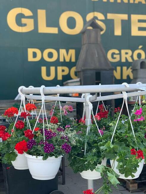 centrum ogrodnicze cebulki kwiatów bulwy wieloletnie wiosna