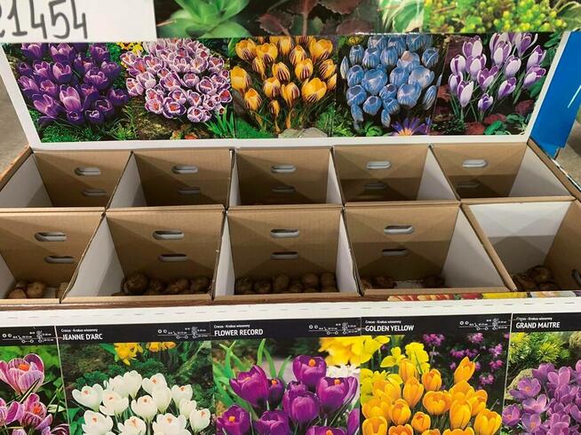 centrum ogrodnicze cebulki kwiatów bulwy wieloletnie wiosna