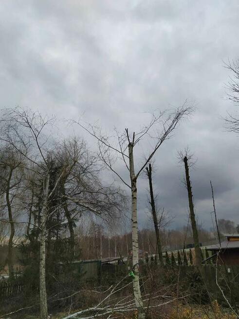 Wycinka i pielęgnacja drzew - arborysta
