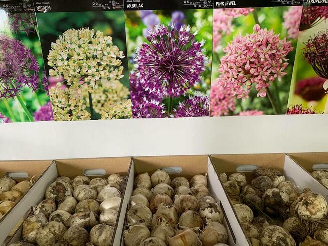 centrum ogrodnicze cebulki kwiatów bulwy wieloletnie wiosna