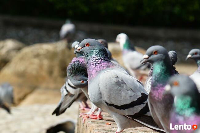 Sprzątanie balkonów po gołębiach Kraków, montaż siatki
