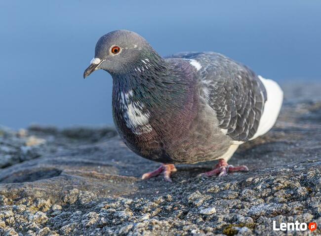 Sprzątanie balkonów po gołębiach Kraków, montaż siatki