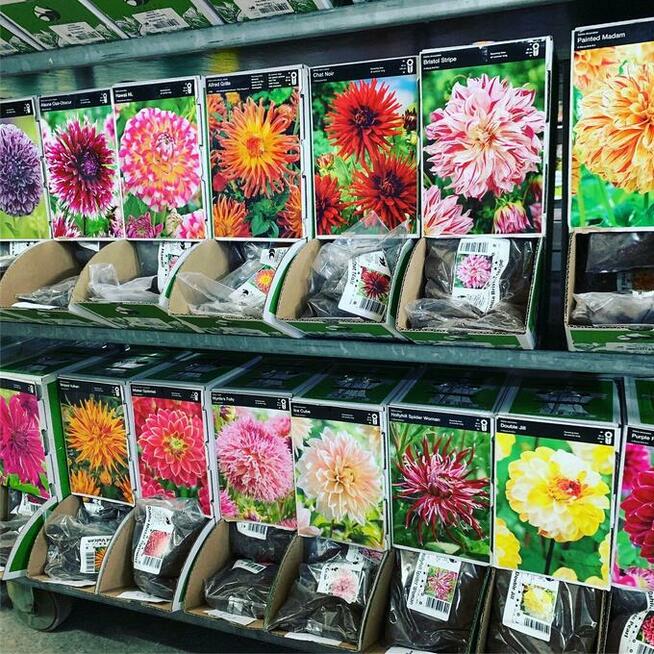 centrum ogrodnicze cebulki kwiatów bulwy wieloletnie wiosna