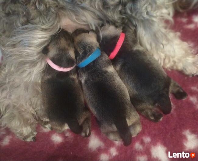 Sznaucer miniaturowy pieprz i sól