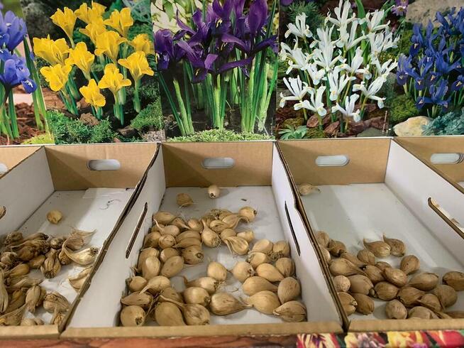 centrum ogrodnicze cebulki kwiatów bulwy wieloletnie wiosna