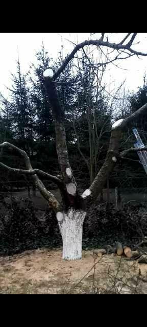 Wycinka i pielęgnacja drzew - arborysta