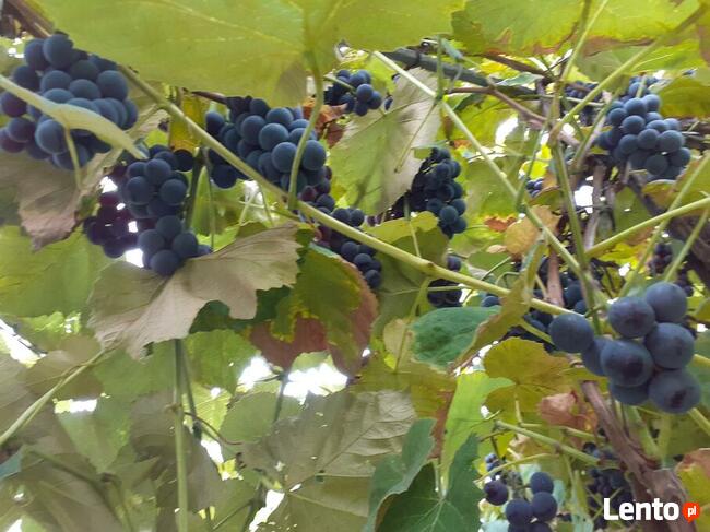 Sadzonki winogrona w doniczkach