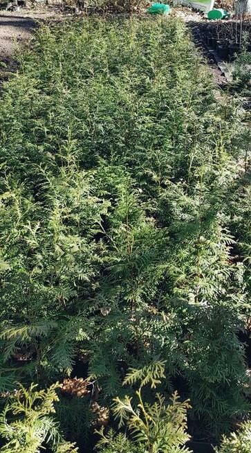 Sprzedam Tuje Brabant/Gigantea w doniczkach o wys.60-80 cm