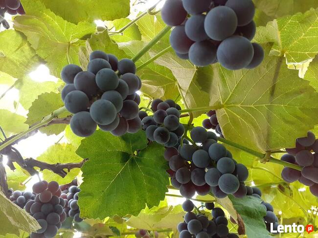 Sadzonki winogrona w doniczkach