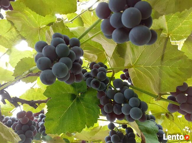 Sadzonki winogrona w doniczkach