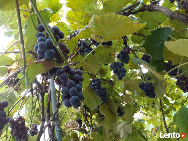 Sadzonki winogrona w doniczkach