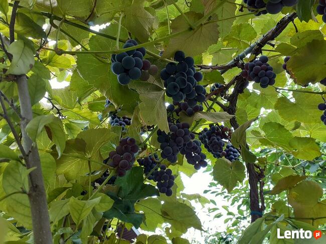 Sadzonki winogrona w doniczkach