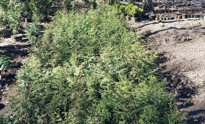 Sprzedam Tuje Brabant/Gigantea w doniczkach o wys.60-80 cm