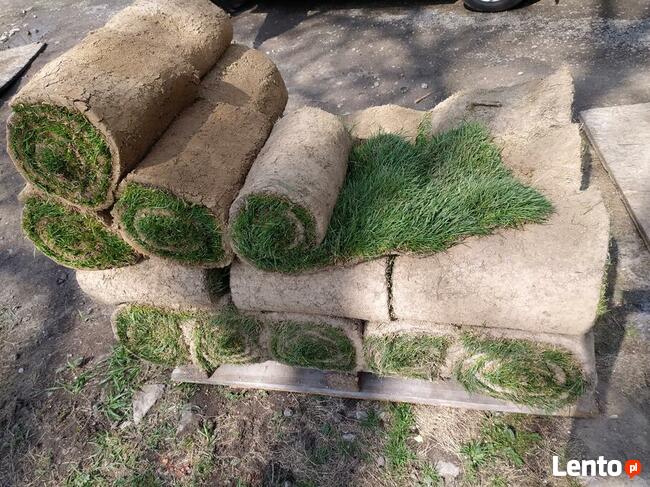 usługi ogrodnicze, wertykulacja trawników