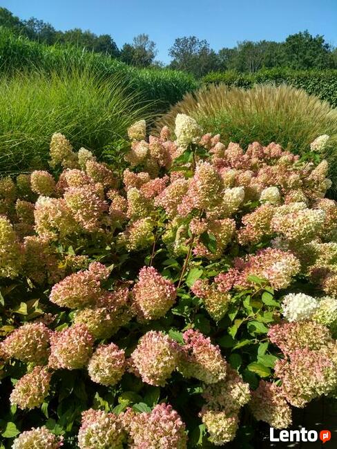 usługi ogrodnicze, wertykulacja trawników