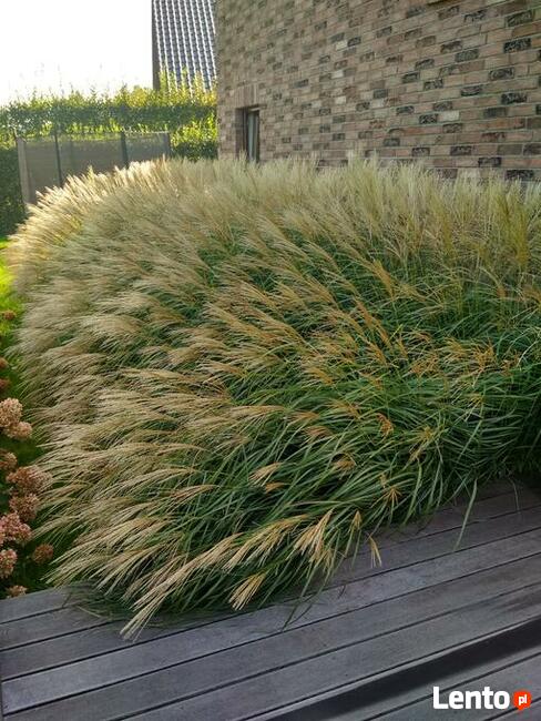 usługi ogrodnicze, wertykulacja trawników