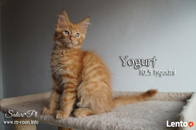 Maine Coon - kocięta, rodowód WCF