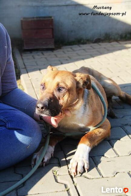 Mustang - młody rudasek