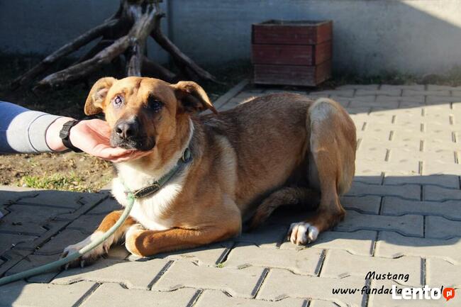 Mustang - młody rudasek