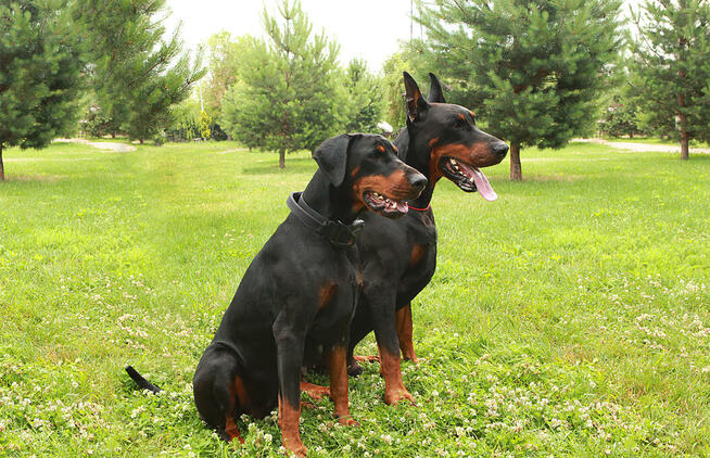 prześliczne szczenięta po wspaniałych rodzicach TOP Polska