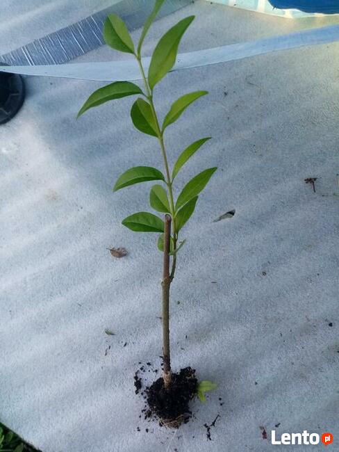 Żywopłot pospolity sztobry sadzonki