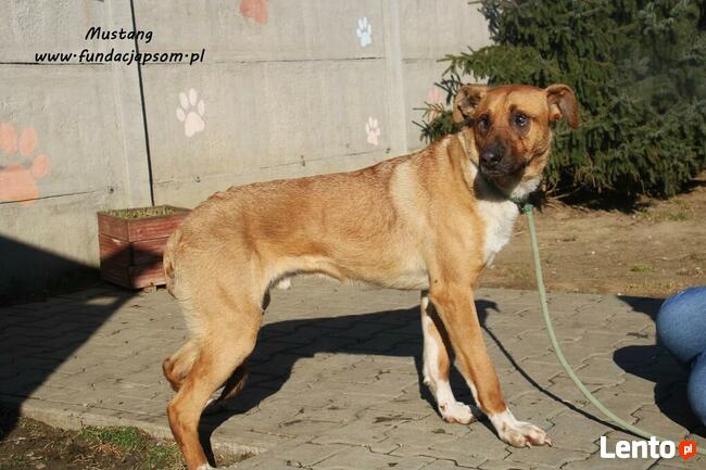 Mustang - młody rudasek