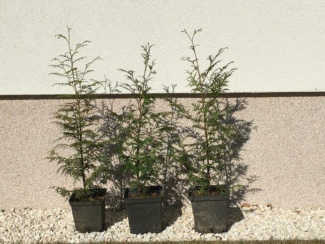 Sprzedam Tuje Brabant/Gigantea w doniczkach o wys.60-80 cm