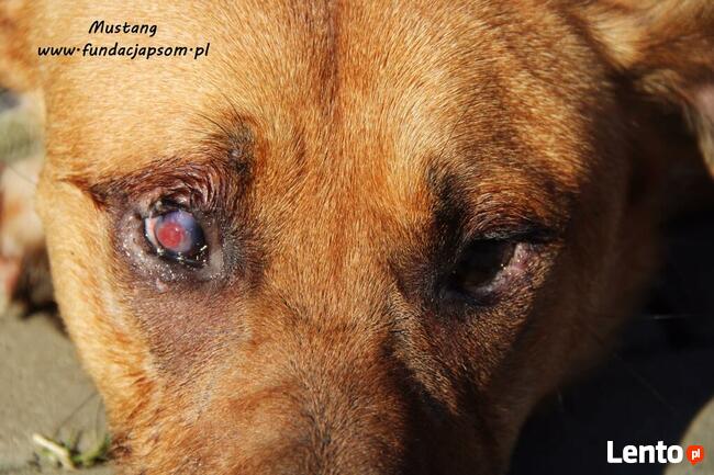 Mustang - młody rudasek